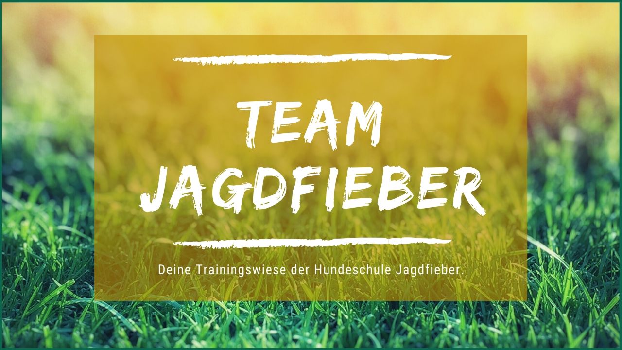 Online Mitgliederbereich zum Dummytraining