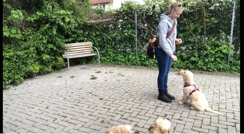 Den Vorsitz lernt dein Hund nicht für die Abgabe, sondern als Vorbereitung auf den Suchenpfiff, das Back und das zur Seite schicken.