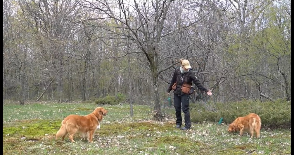 Kein fiepen, bellen oder zittern, wenn du die Dummys auslegst. Das lernt dein Hund beim Weiterschicken Kommando.