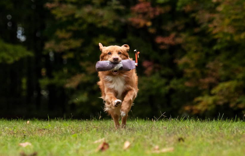 Dummytraining im Team Jagdfieber