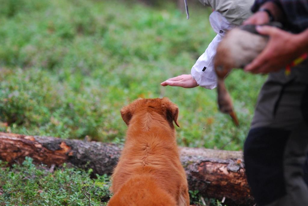 Ein Hund wird mit der Hand in die große Suche geschickt.