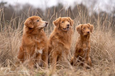 Andrea-Jesper-Pelle-Nilo
